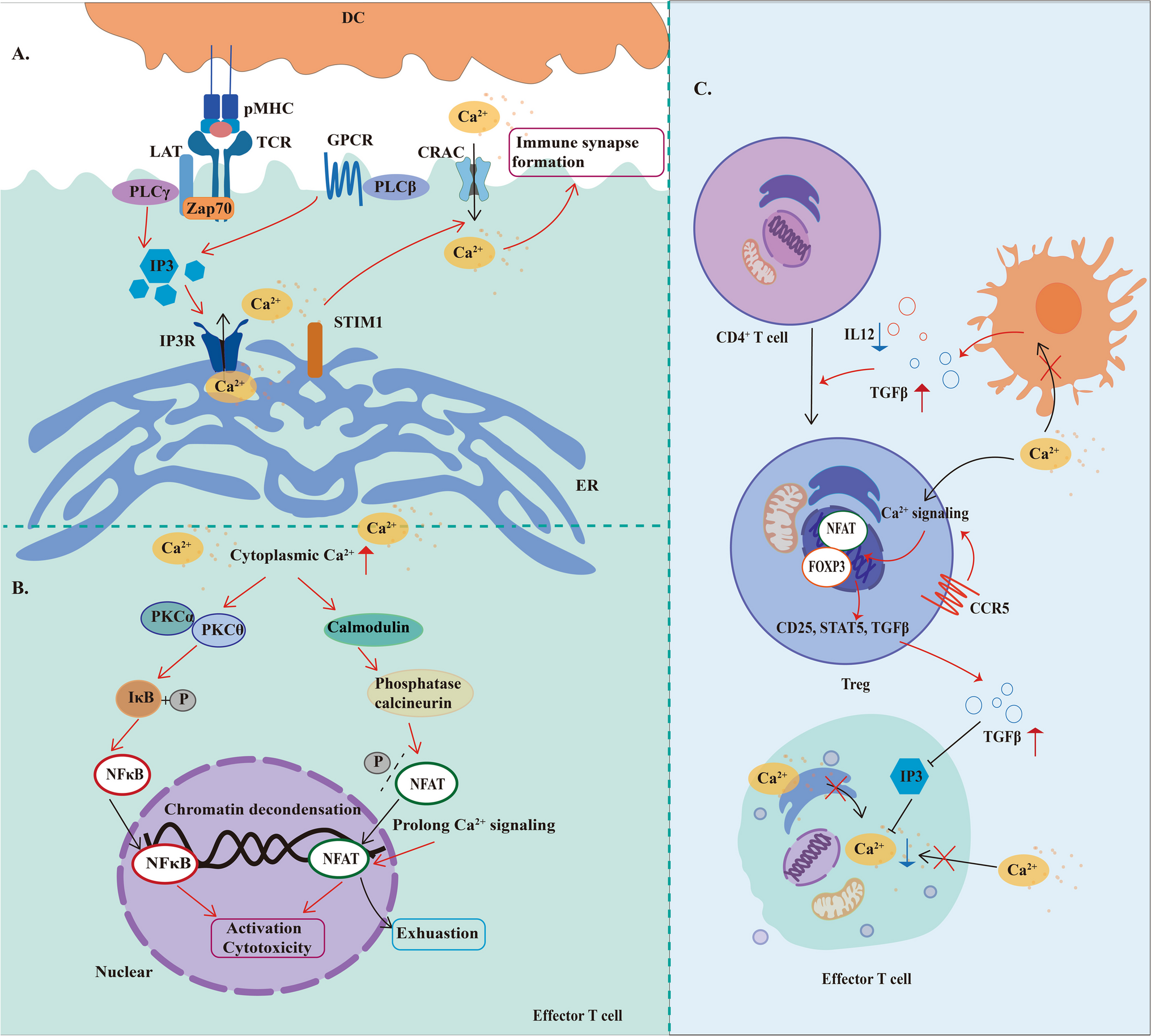 Metal-modulated T cell antitumor immunity and emerging metalloimmunotherapy