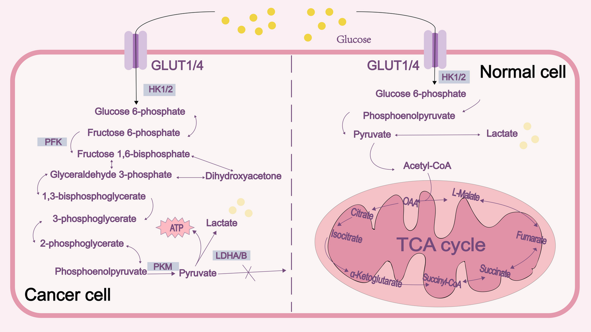 Lactate metabolism and lactylation in breast cancer: mechanisms and implications