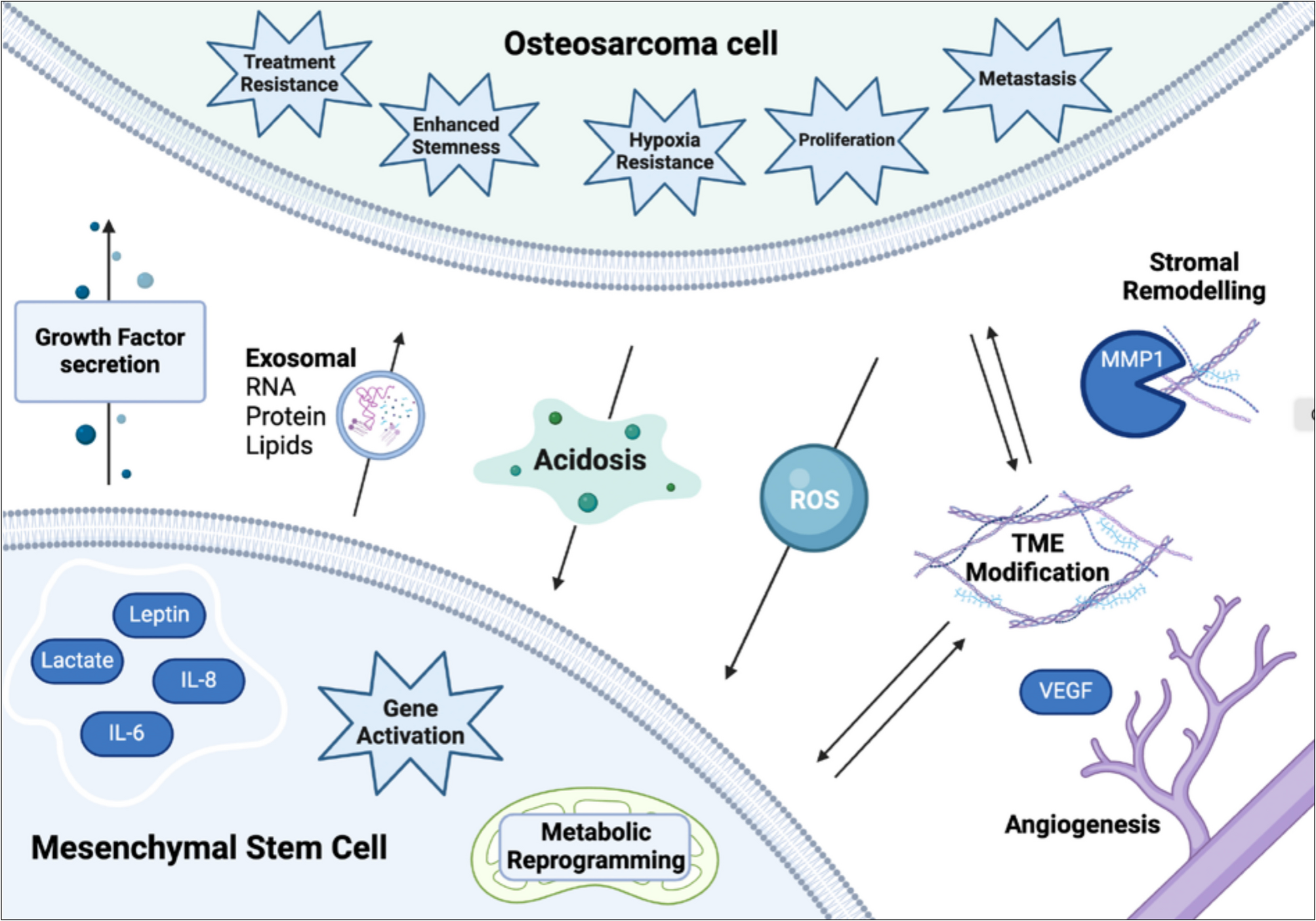 Microenvironment matters: insights from the FOSTER consortium on microenvironment-driven approaches to osteosarcoma therapy