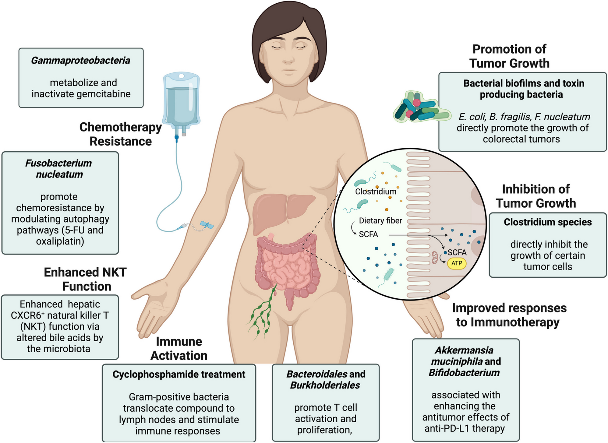 Microbiota and cancer: unraveling the significant influence of microbial communities on cancer treatment