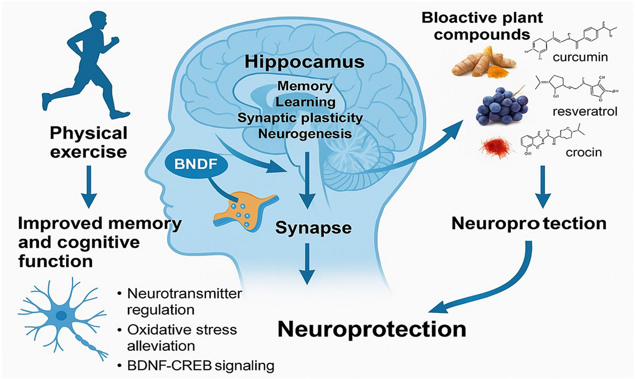 Enhancing Neuroprotection Through Exercise: The Synergistic Effects of Bioactive Plant Compounds Via the CREB-BDNF Signaling Pathway