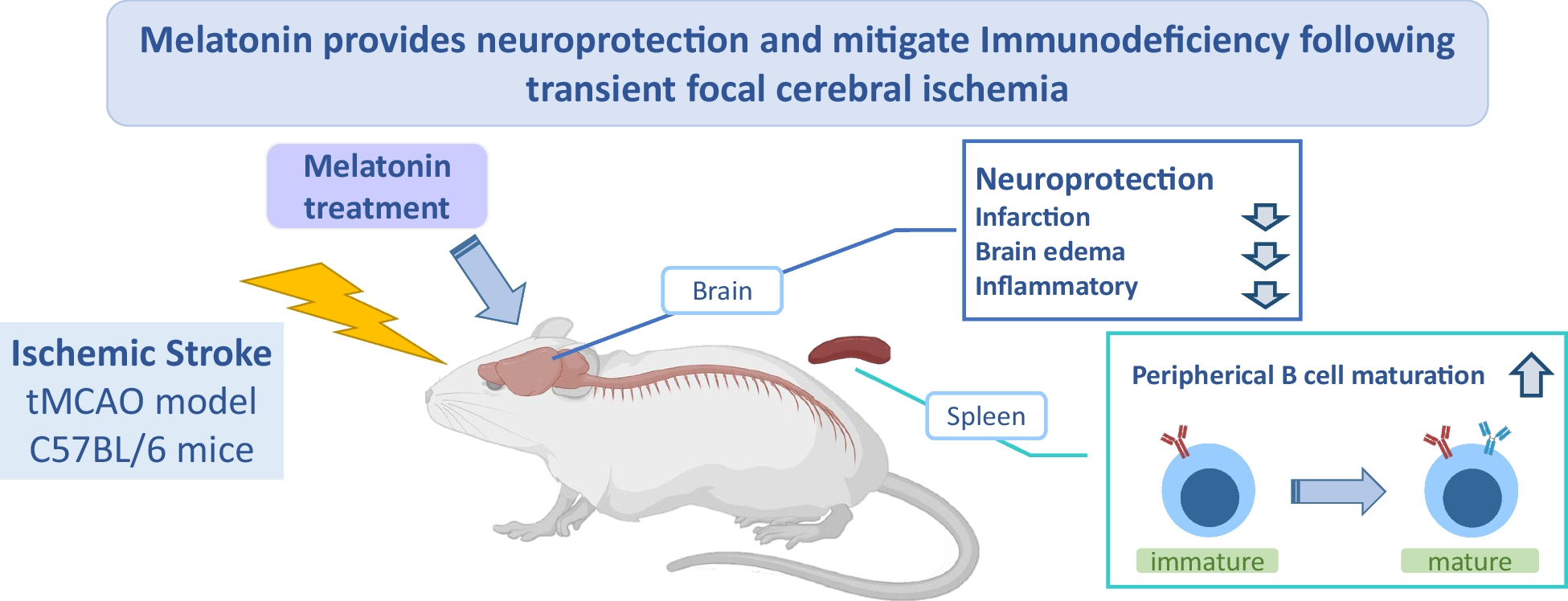 Melatonin Promotes B-Cell Maturation and Attenuates Post-Ischemic Immunodeficiency in a Murine Model of Transient Focal Cerebral Ischemia