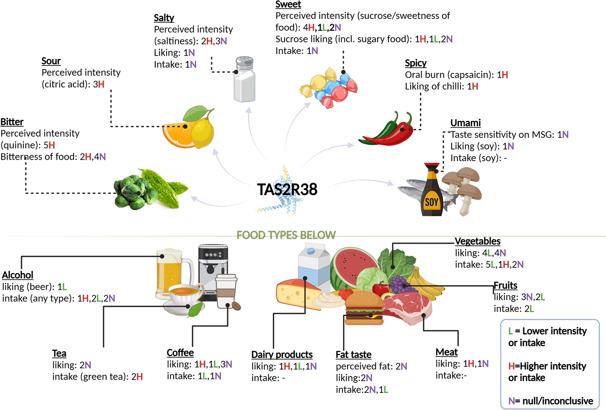 Phenome-wide investigation of dietary and health outcomes associated with bitter taste receptor gene