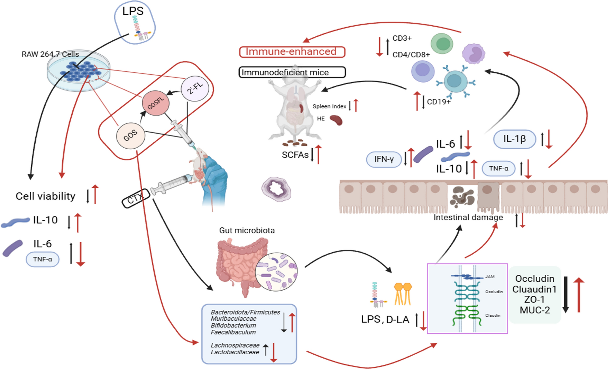High doses of the galactooligosaccharides, 2′-fucosyllactose alleviate immunodeficiency in vitro and in vivo