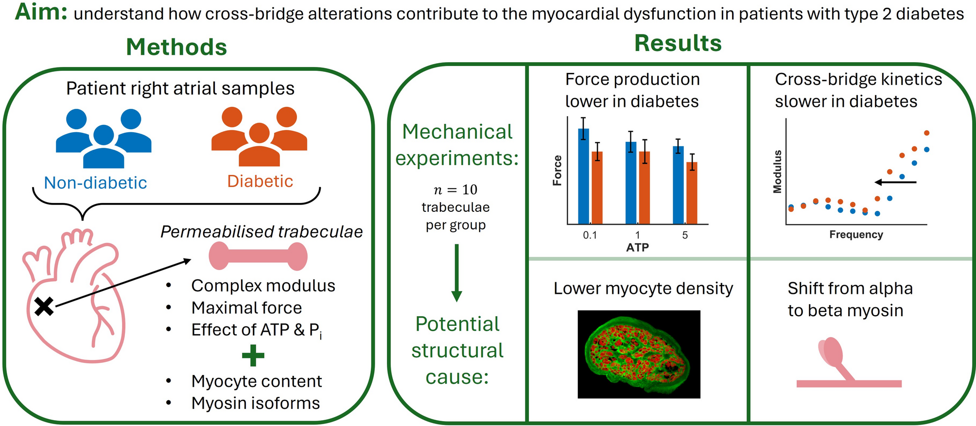 Human cardiac tissues produce lower contractile stress and exhibit slower cross-bridge cycling in type 2 diabetes