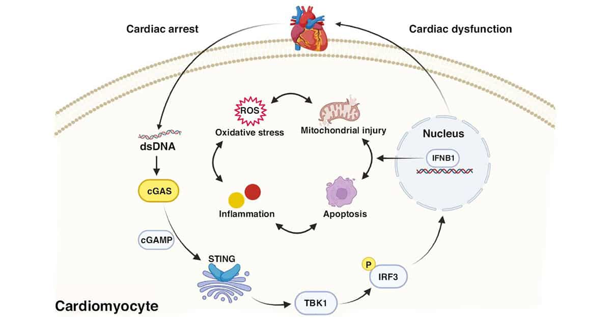Inhibition of Cyclic GMP-AMP Synthase Ameliorates Cardiac Dysfunction in Rats After Cardiac Arrest