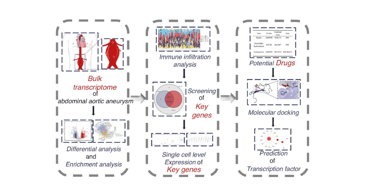 Identification of BTC and KLF15 in Vascular Smooth Muscle Cells as Key Biomarkers for Abdominal Aortic Aneurysm via Machine Learning and In Vitro Experiments