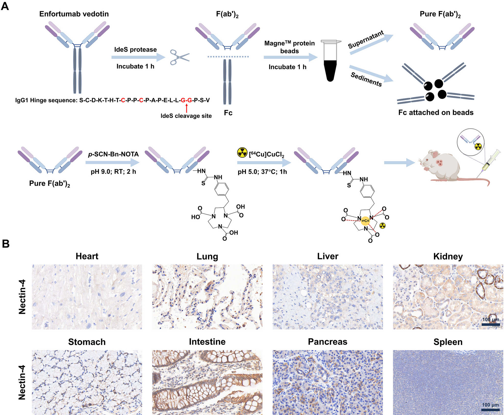 Rapid and specific immunoPET imaging of Nectin-4 in gastric cancer and non-small cell lung cancer using [Cu]Cu-NOTA-EV-F(ab’)