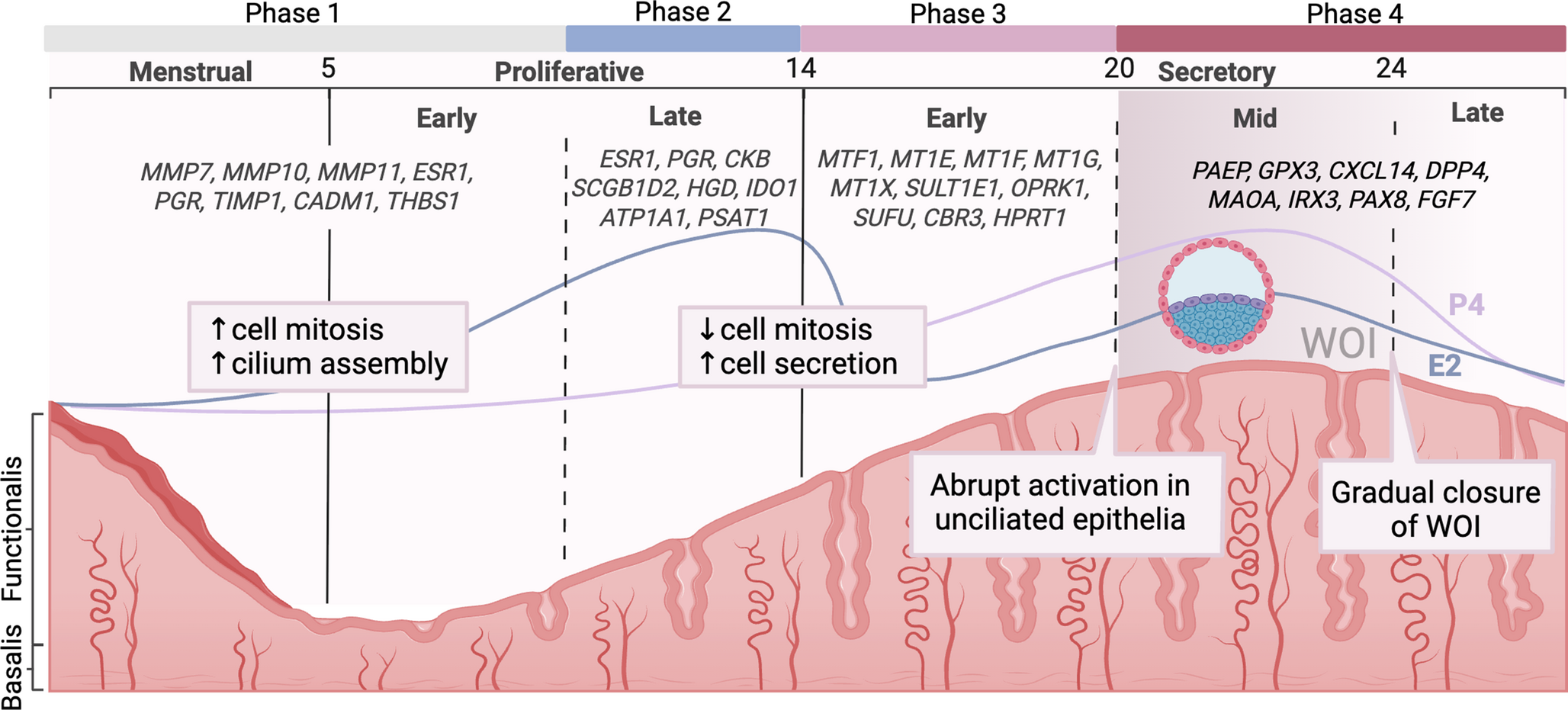 Organoids as powerful models of endometrium epithelium in transcriptomic, cellular and functional mimicry