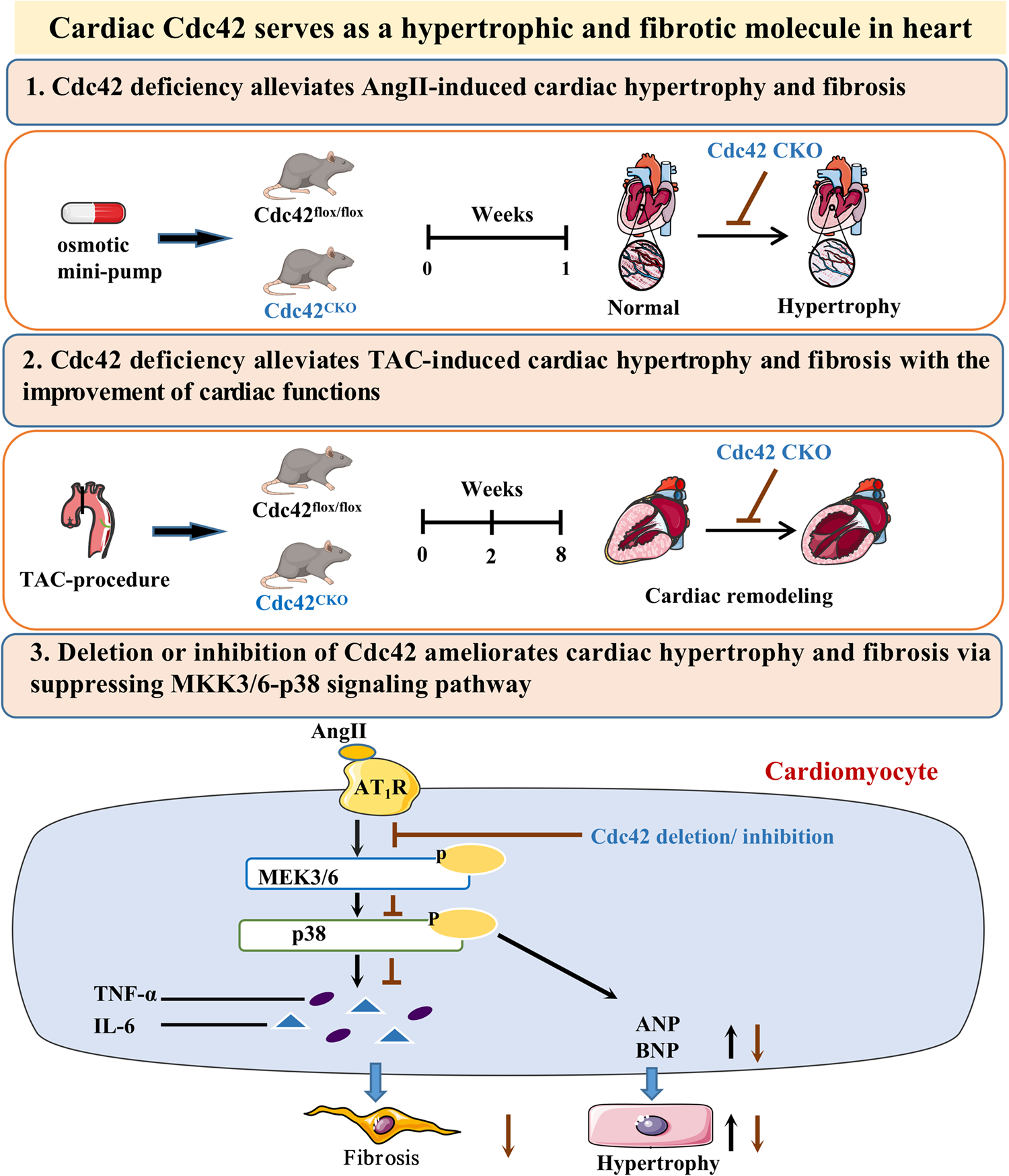 Cell division cycle protein 42-driven activation of the MKK3/6-p38 signaling pathway participates in cardiac remodeling in mice