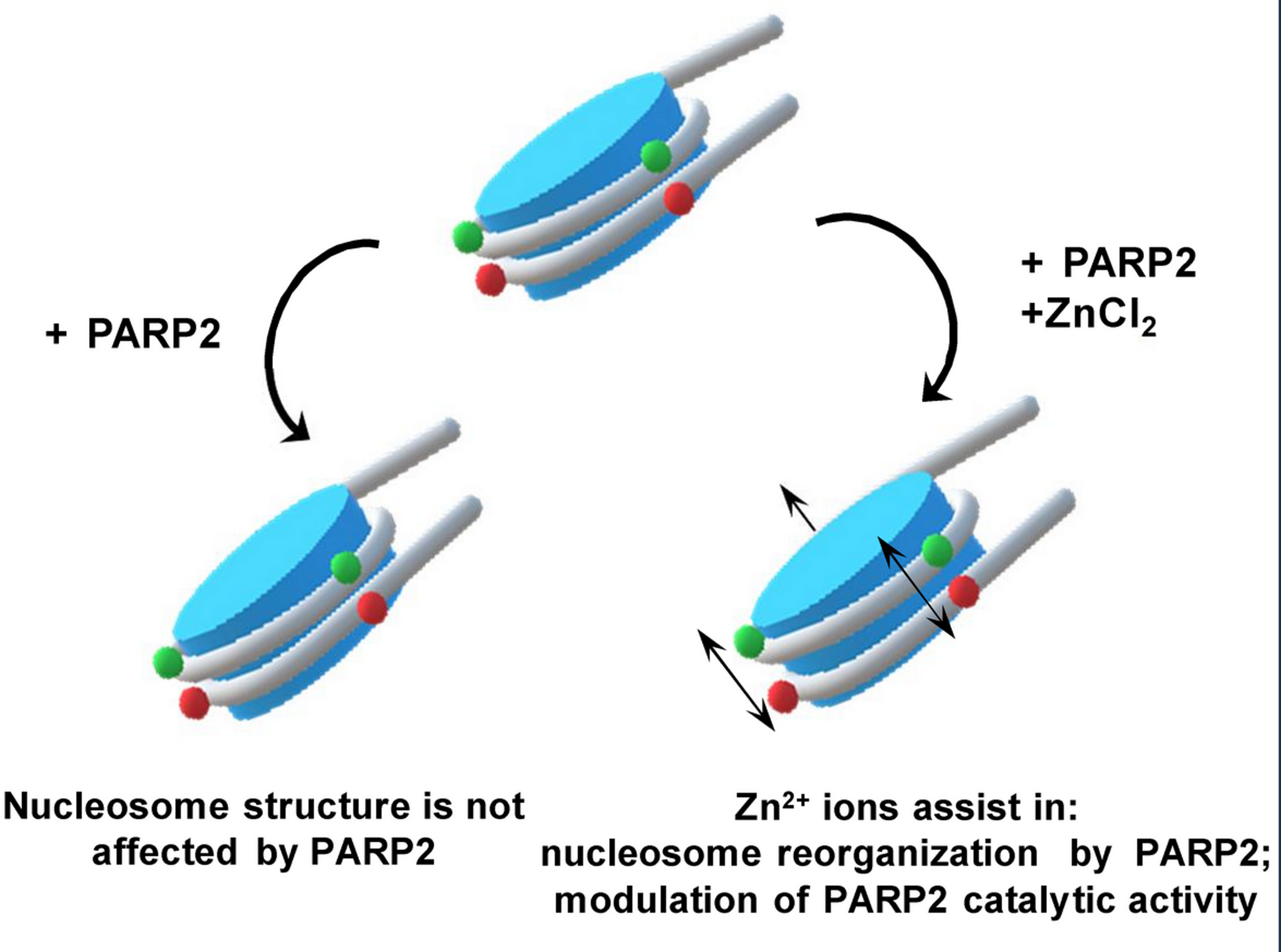 Poly(ADP-ribose)polymerase 2 is zinc-dependent enzyme and nucleosome reorganizer