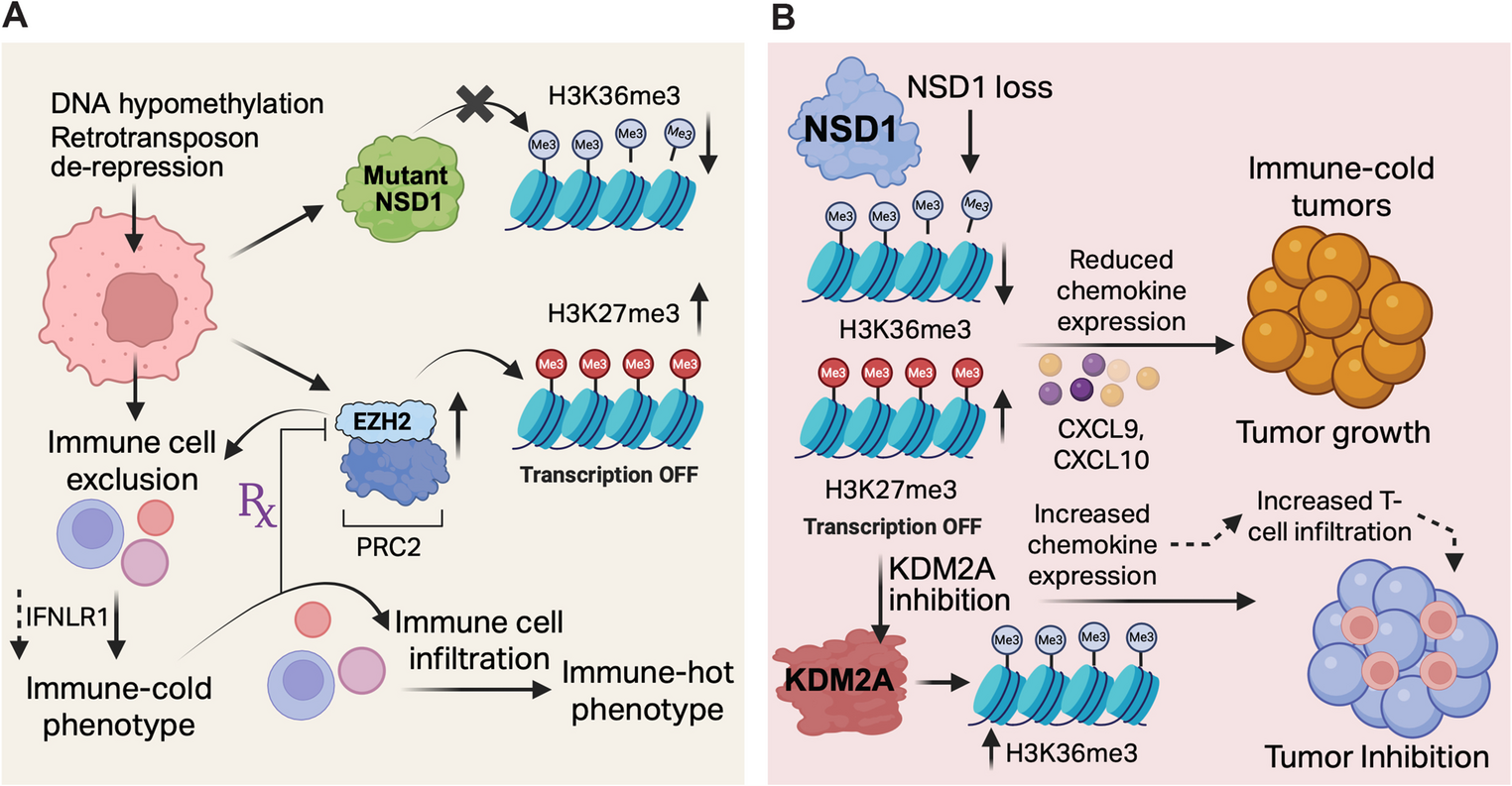 NSD proteins in anti-tumor immunity and their therapeutic targeting by protein degraders