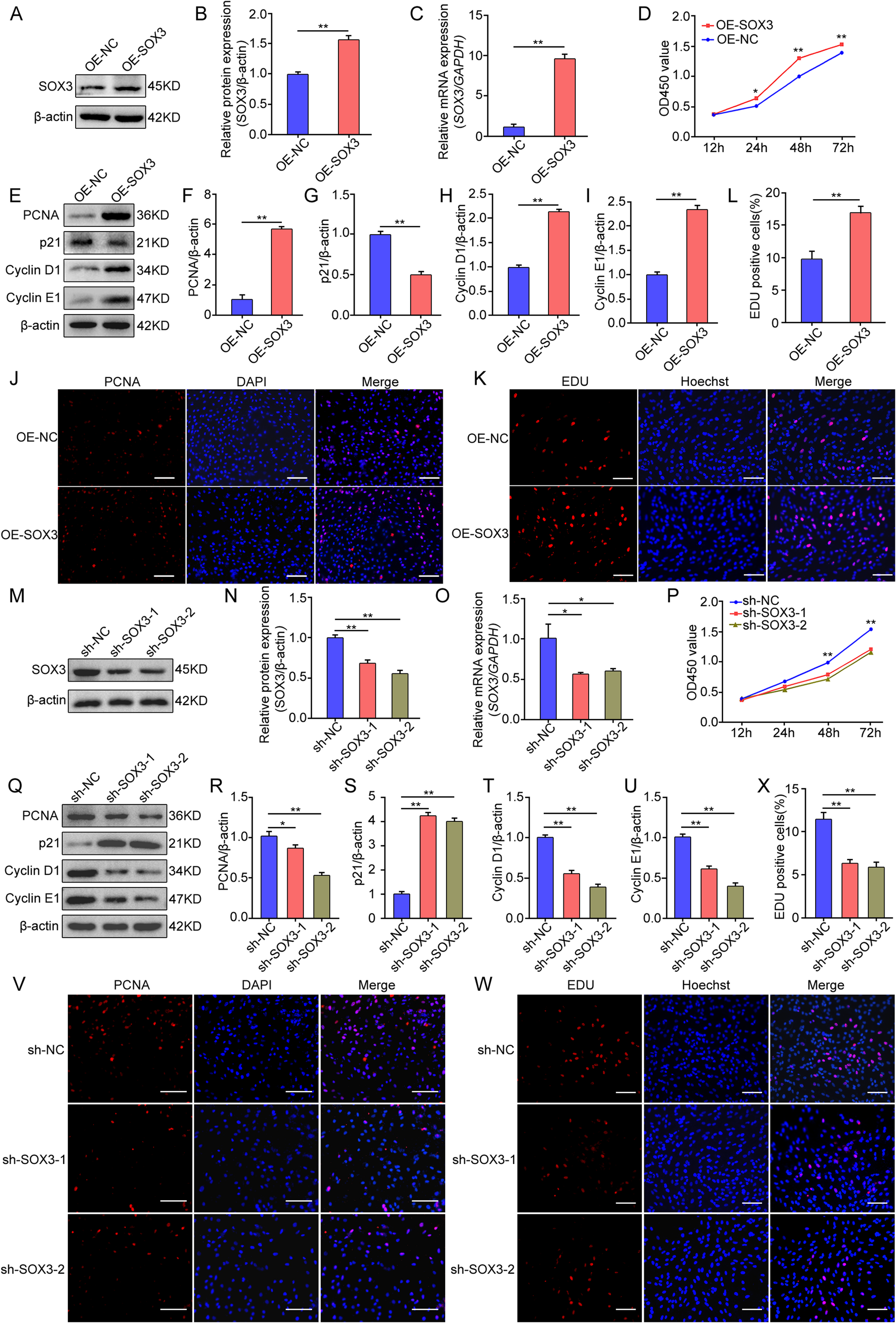 SOX3 facilitates granulosa cell proliferation and suppresses cell apoptosis through modulating PI3K/AKT pathway by targeting SPP1