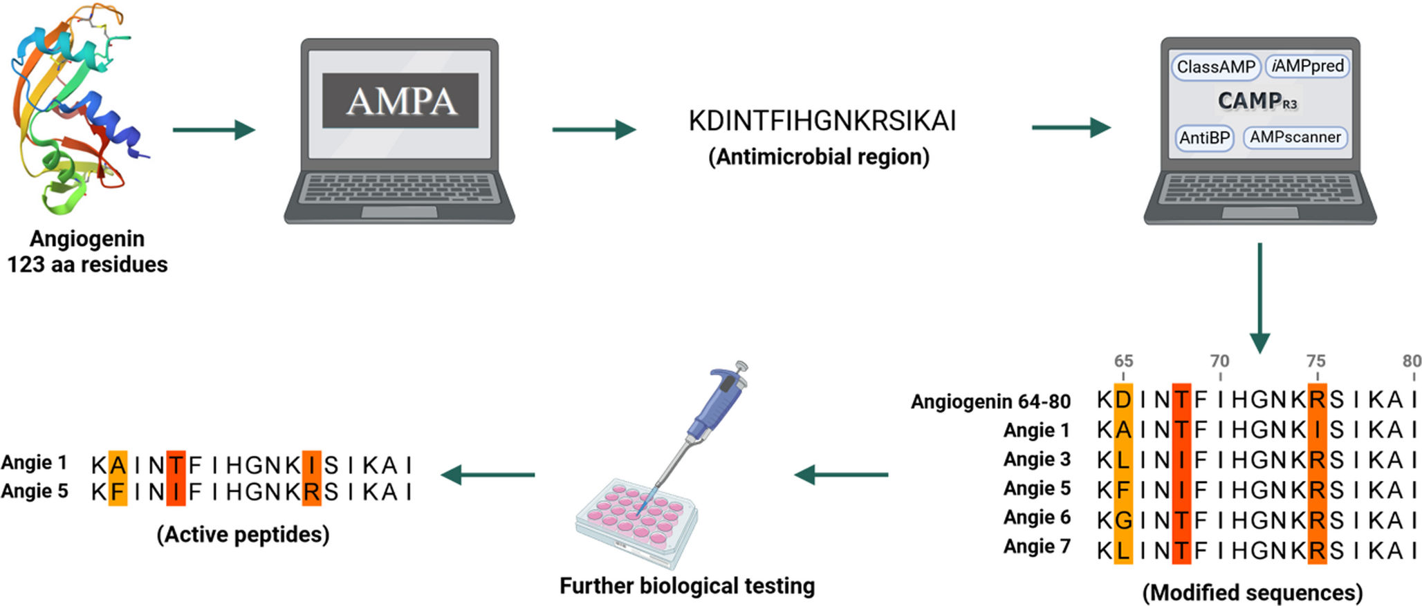 The antimicrobial peptide Angie 5 inhibits TcdA and TcdB from