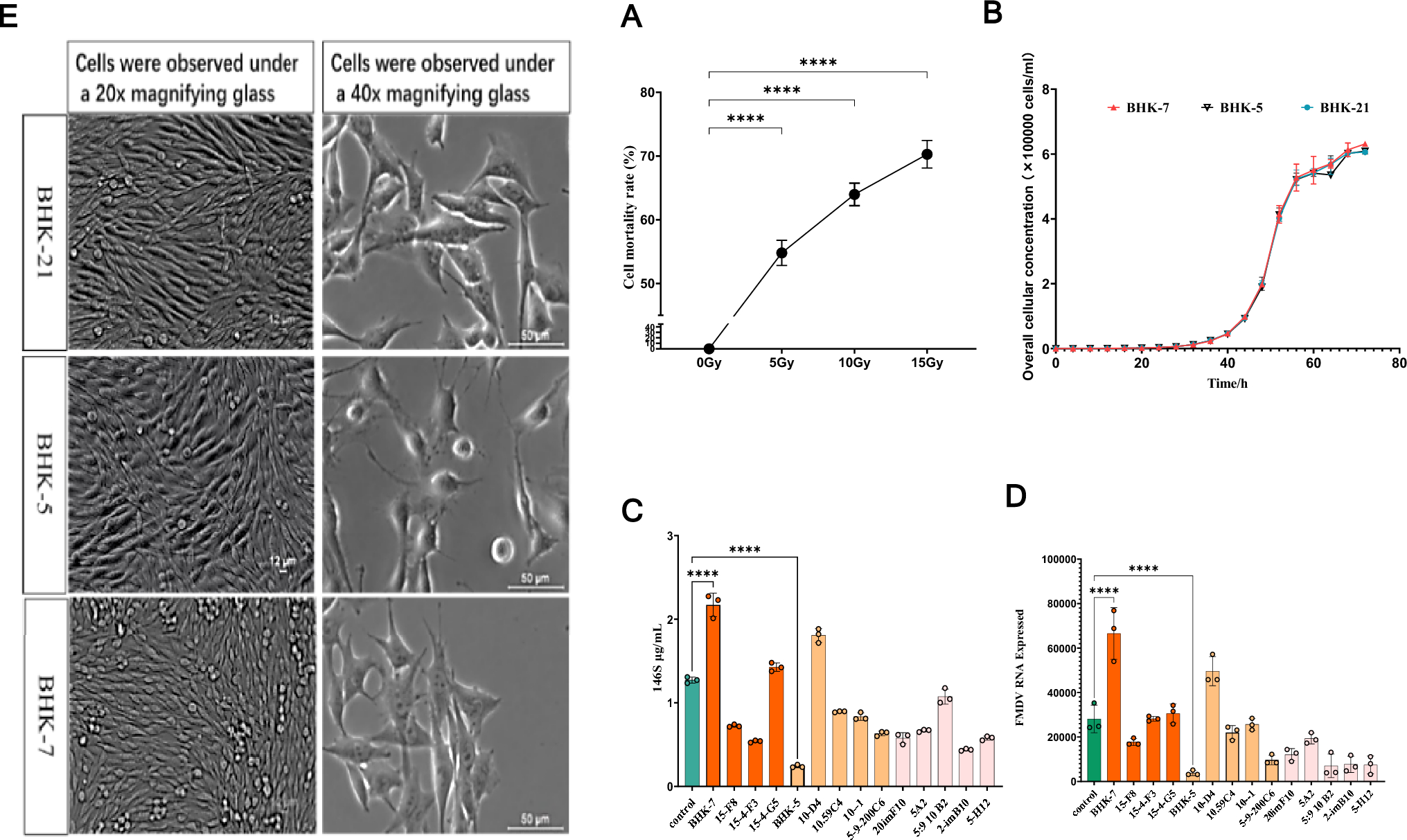 The impact of C heavy ion irradiation-induced cellular mutations on the replication of the foot-and-mouth disease virus and the role of