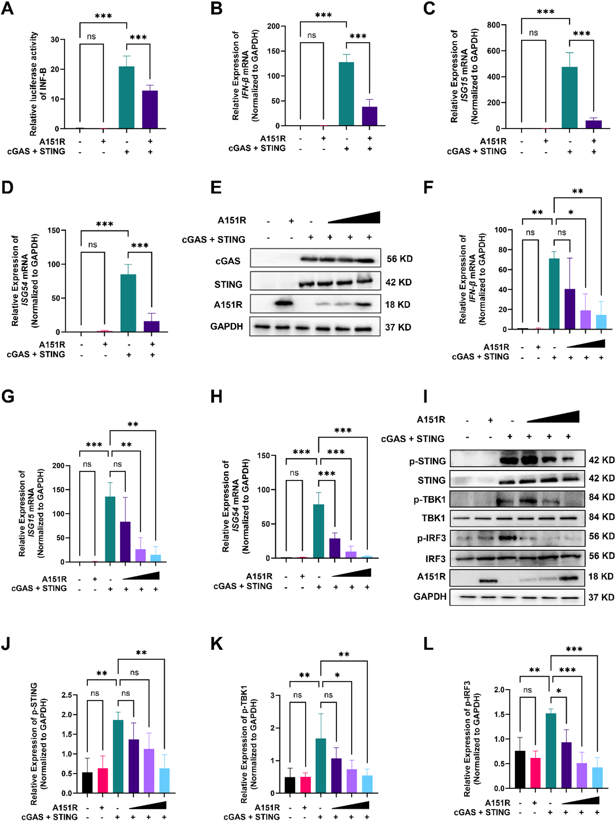 African swine fever virus A151R downregulates cGAS-STING-mediated IFN-β production by promoting lipid peroxidation through ferritinophagy-induced ferroptosis