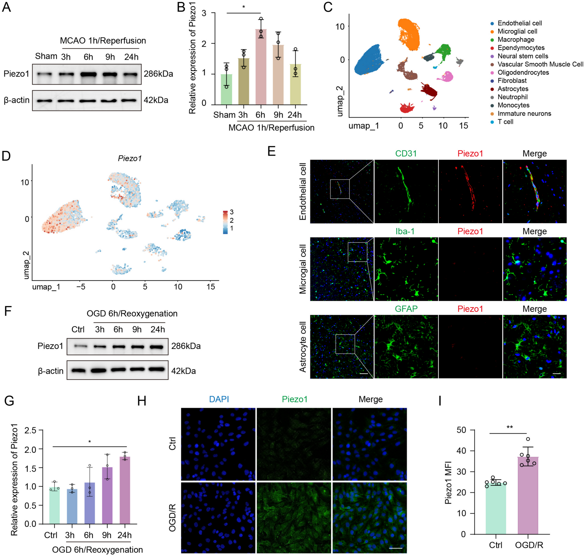 Piezo1 disrupts blood–brain barrier via CaMKII/Nrf2 in ischemic stroke