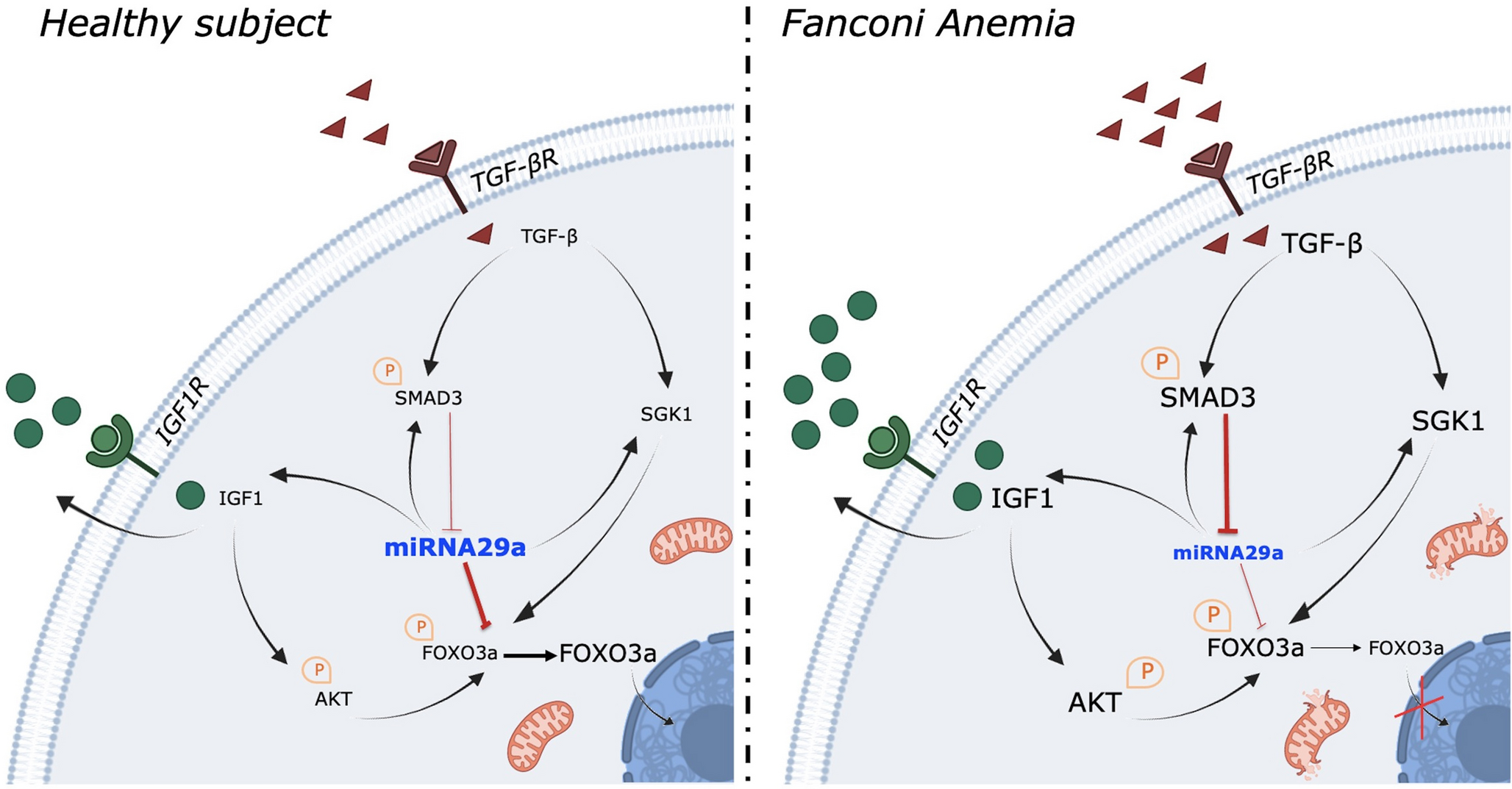 miR-29a-3p and TGF-β Axis in Fanconi anemia: mechanisms driving metabolic dysfunction and genome stability