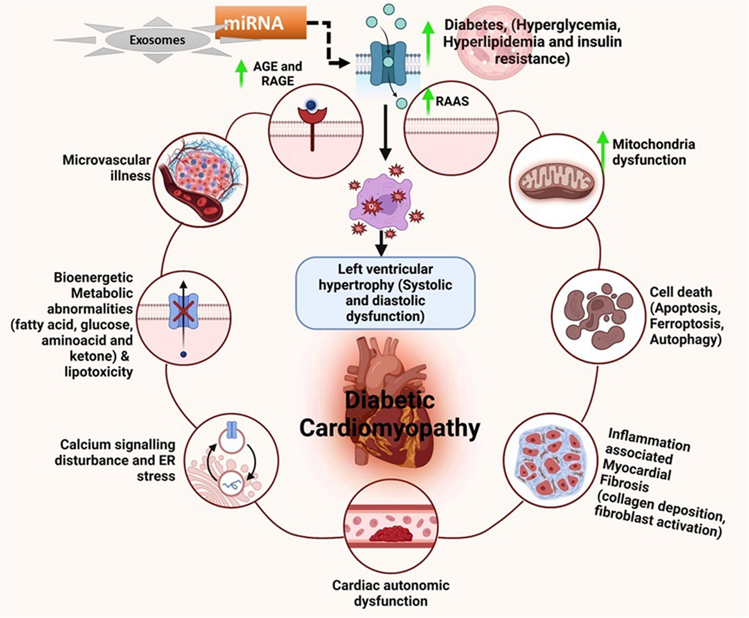 A Molecular Perspective on the Intricate Interplay Among Exosomes, Bioenergetic Metabolism, and the Pathogenesis of Diabetic Cardiomyopathy