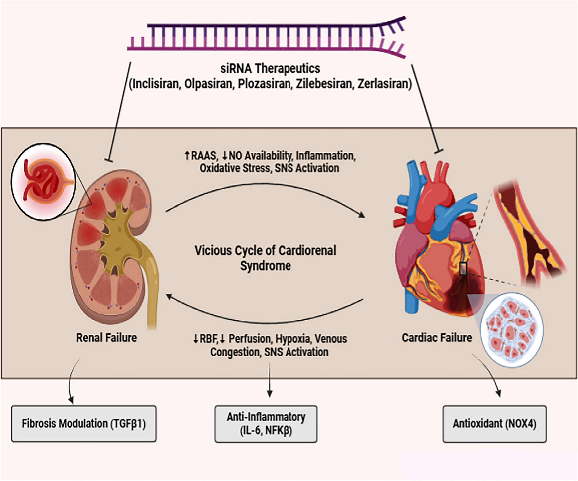 Small Interfering RNA (siRNA) for Cardiorenal Disease: Mechanistic Insights from Preclinical and Clinical Studies