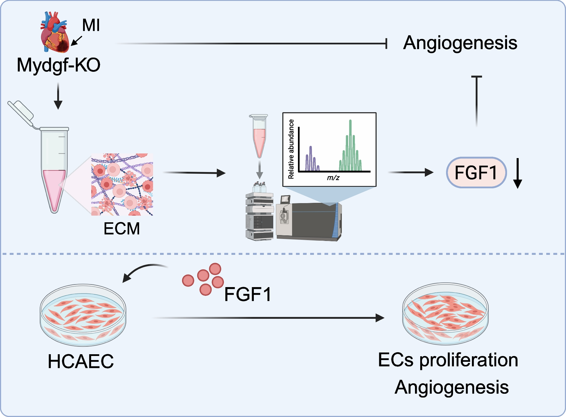 Mydgf Enhances Cardiac Angiogenesis by Upregulating FGF1