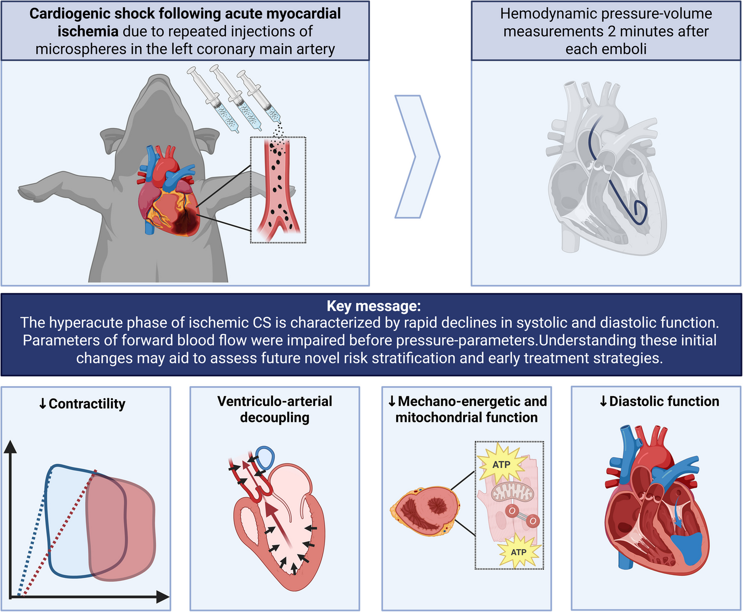 The Immediate Cardiovascular and Mitochondrial Response in Ischemic Cardiogenic Shock