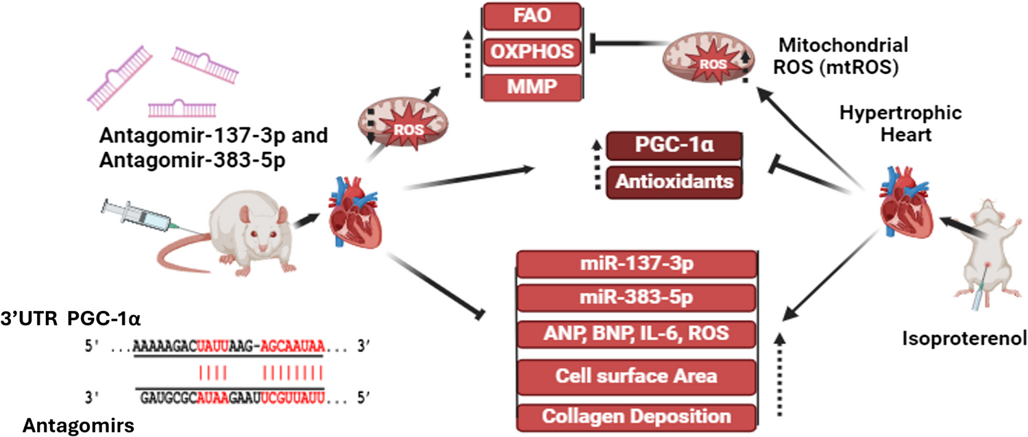 Investigating the Therapeutic Potential of miRNA-137-3p/383-5p/PGC-1α Signalling Nexus Against Cardiac Hypertrophy