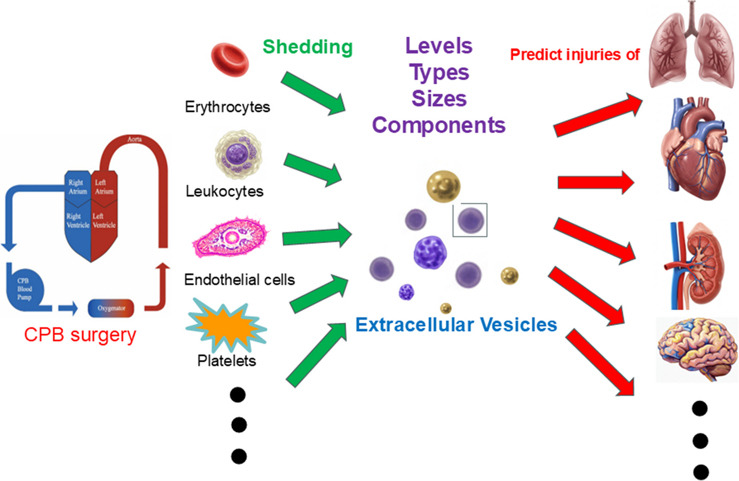 Circulating Extracellular Vesicles Predict Complications after Cardiac Surgery