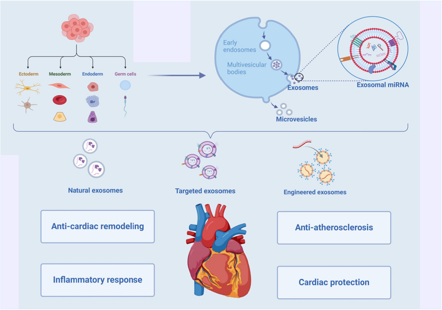Exosomal miRNAs: A New Frontier in Cardiovascular Disease Diagnosis and Treatment