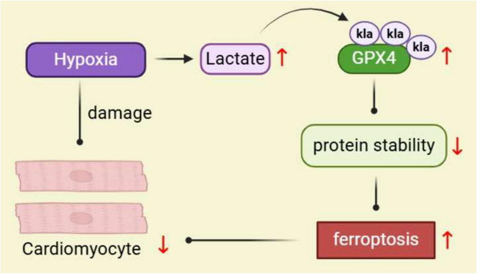 Hypoxia/reoxygenation-induced Glycolysis Mediates Myocardial Ischemia–reperfusion Injury Through Promoting the Lactylation of GPX4