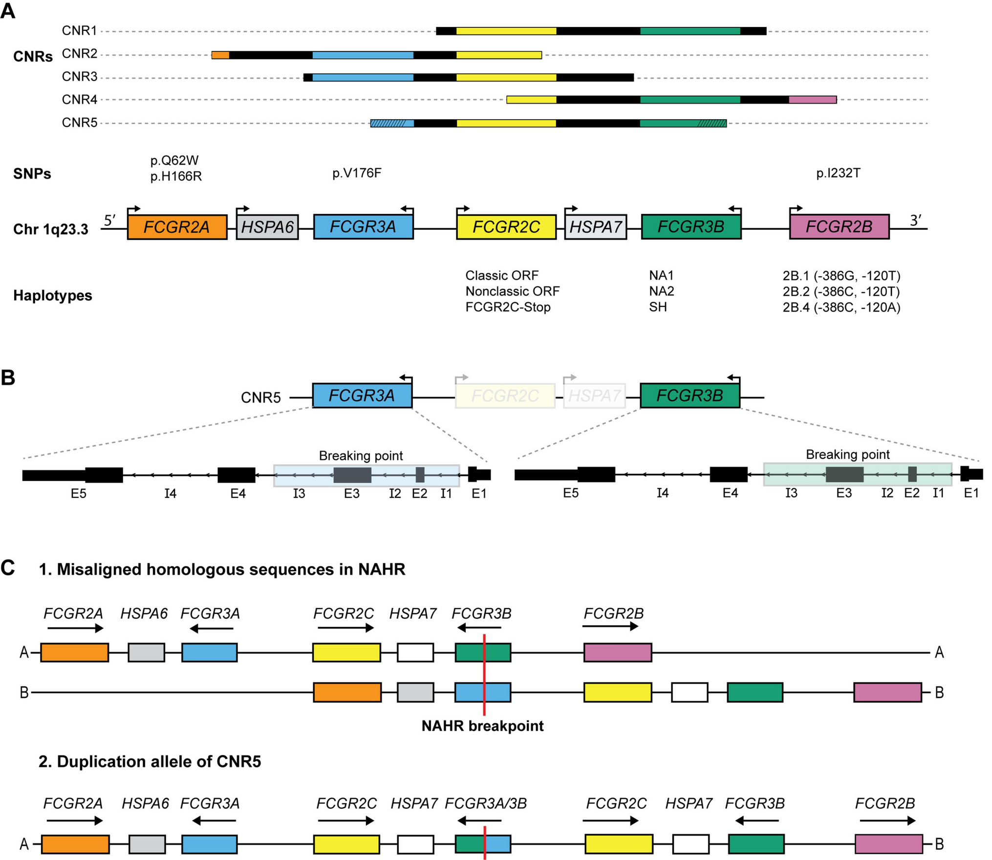 Genetic variation of low-to-medium-affinity Fc-gamma receptors in Guillain-Barré syndrome