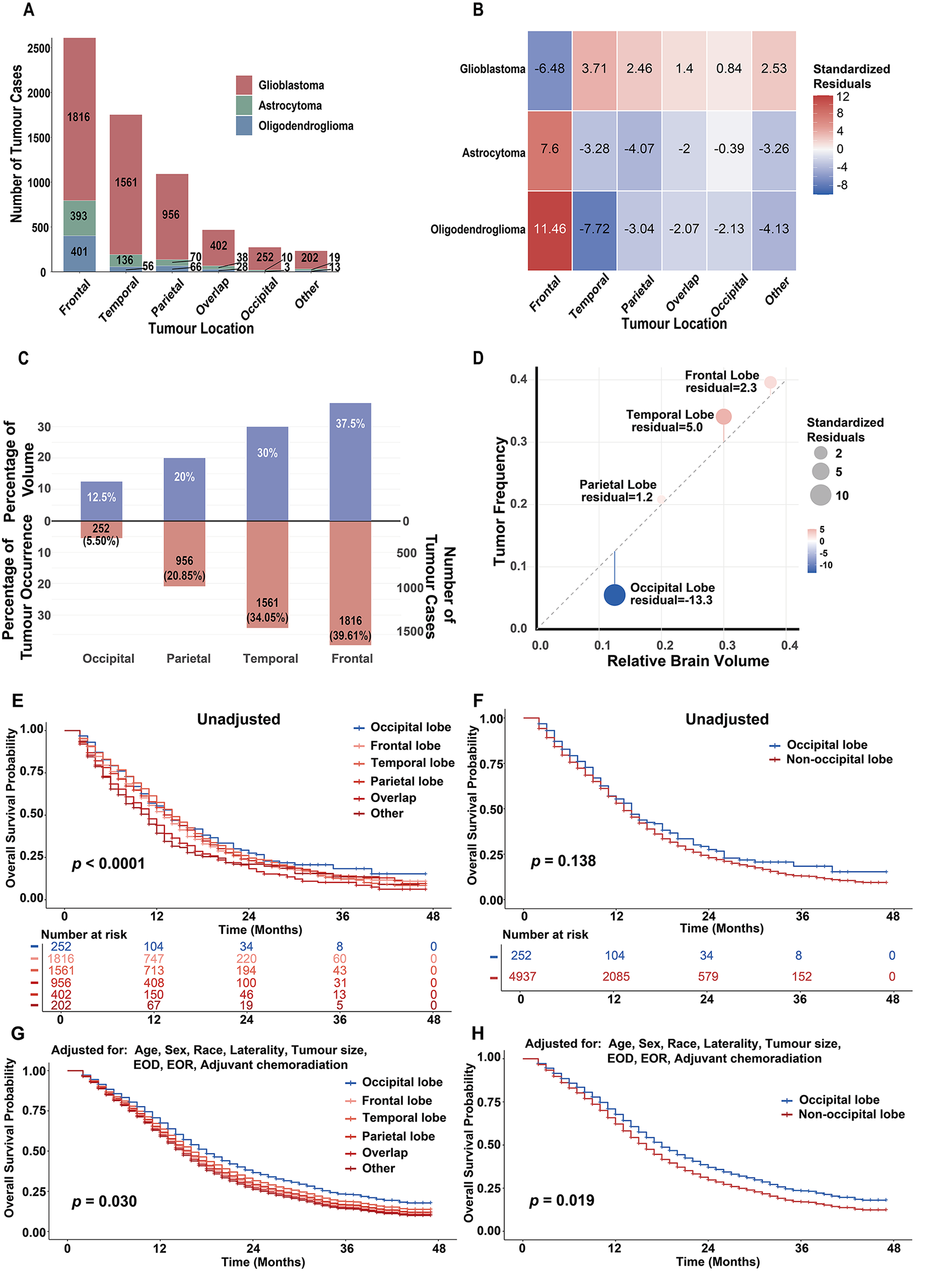 Anatomical distribution and prognostic heterogeneity in glioma: unique clinical features of occipital glioblastoma