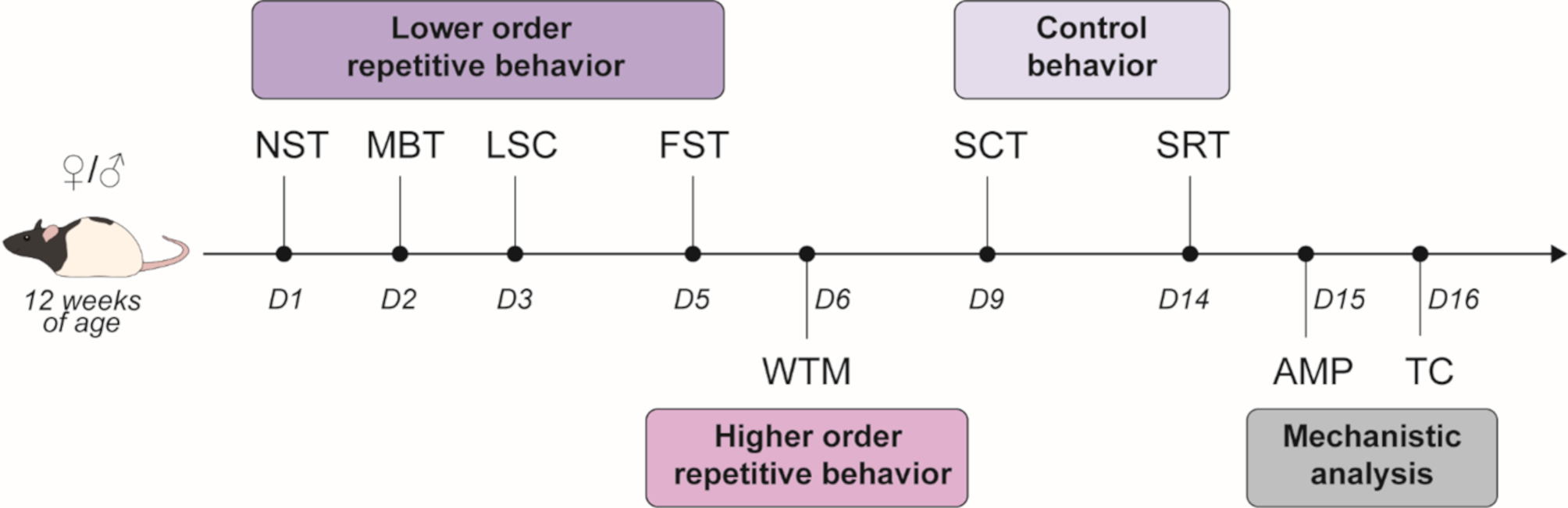 Behavioral phenotyping identifies autism-like repetitive stereotypies in a Tsc2 haploinsufficient rat model