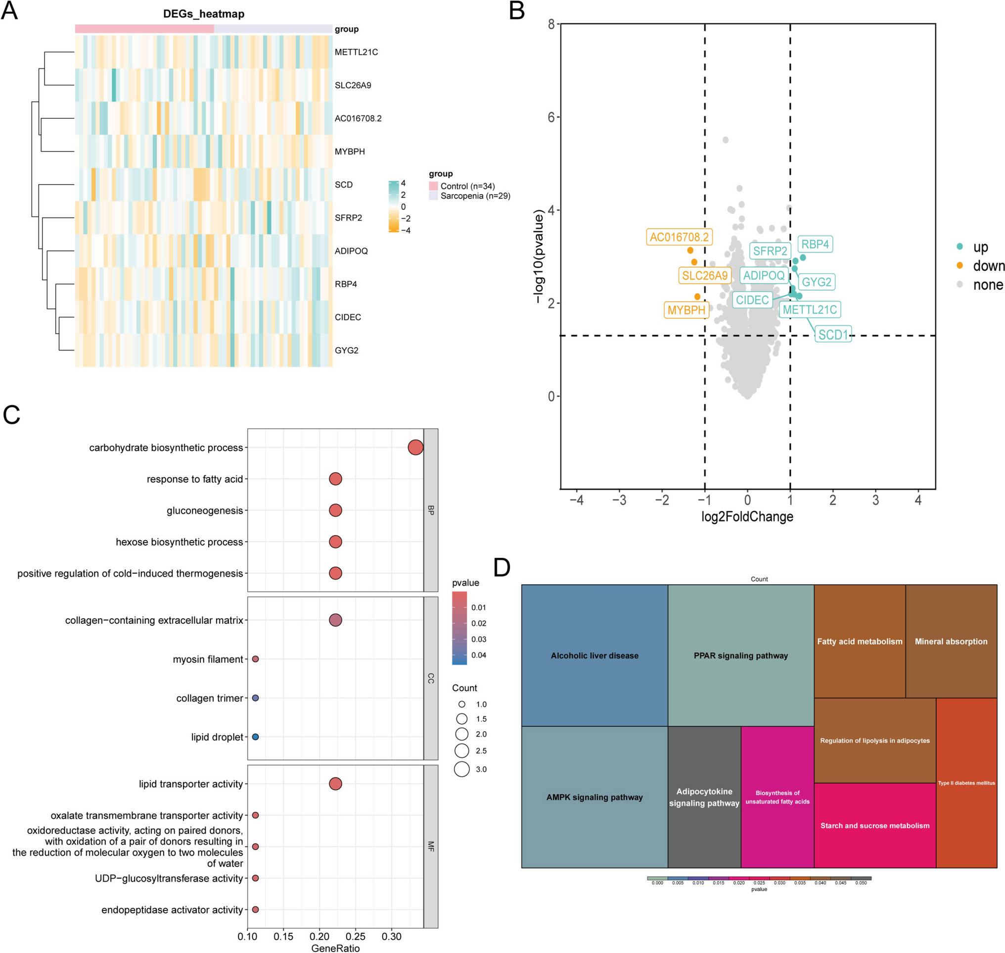 Deciphering the genetic interconnection between sarcopenia and osteoporosis: SCD1