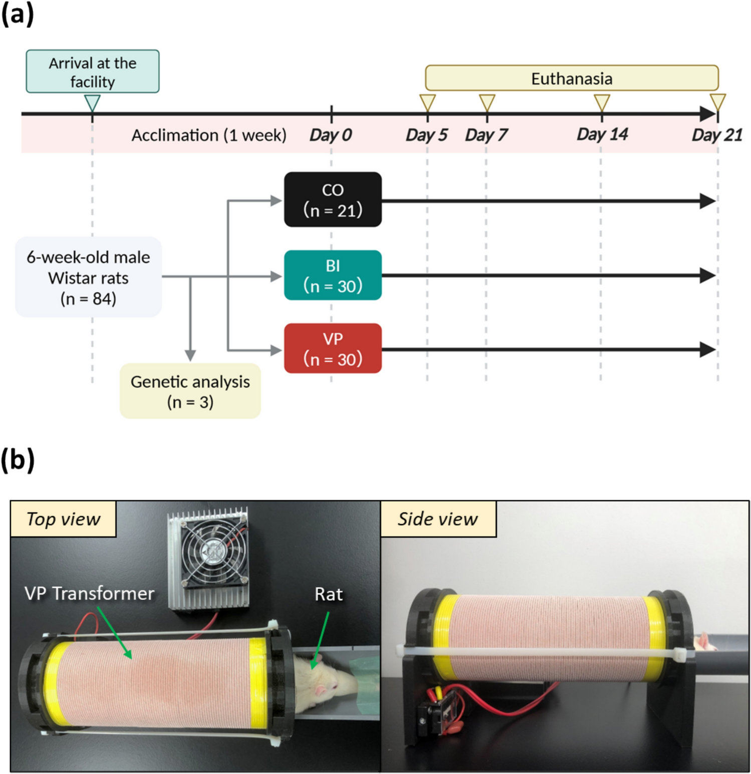 Non-contact electrical stimulation via a Vector-potential transformer promotes bone healing in drill-hole injury model