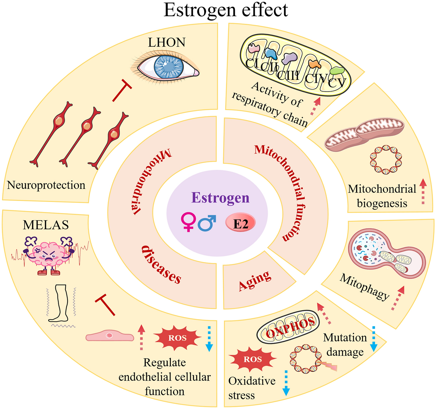 The Role of Estrogen in Mitochondrial Disease