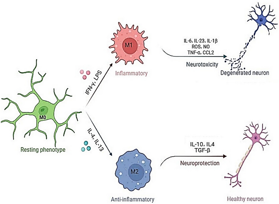 MiR-124 and MiR-155 as Therapeutic Targets in Microglia-Mediated Inflammation in Multiple Sclerosis