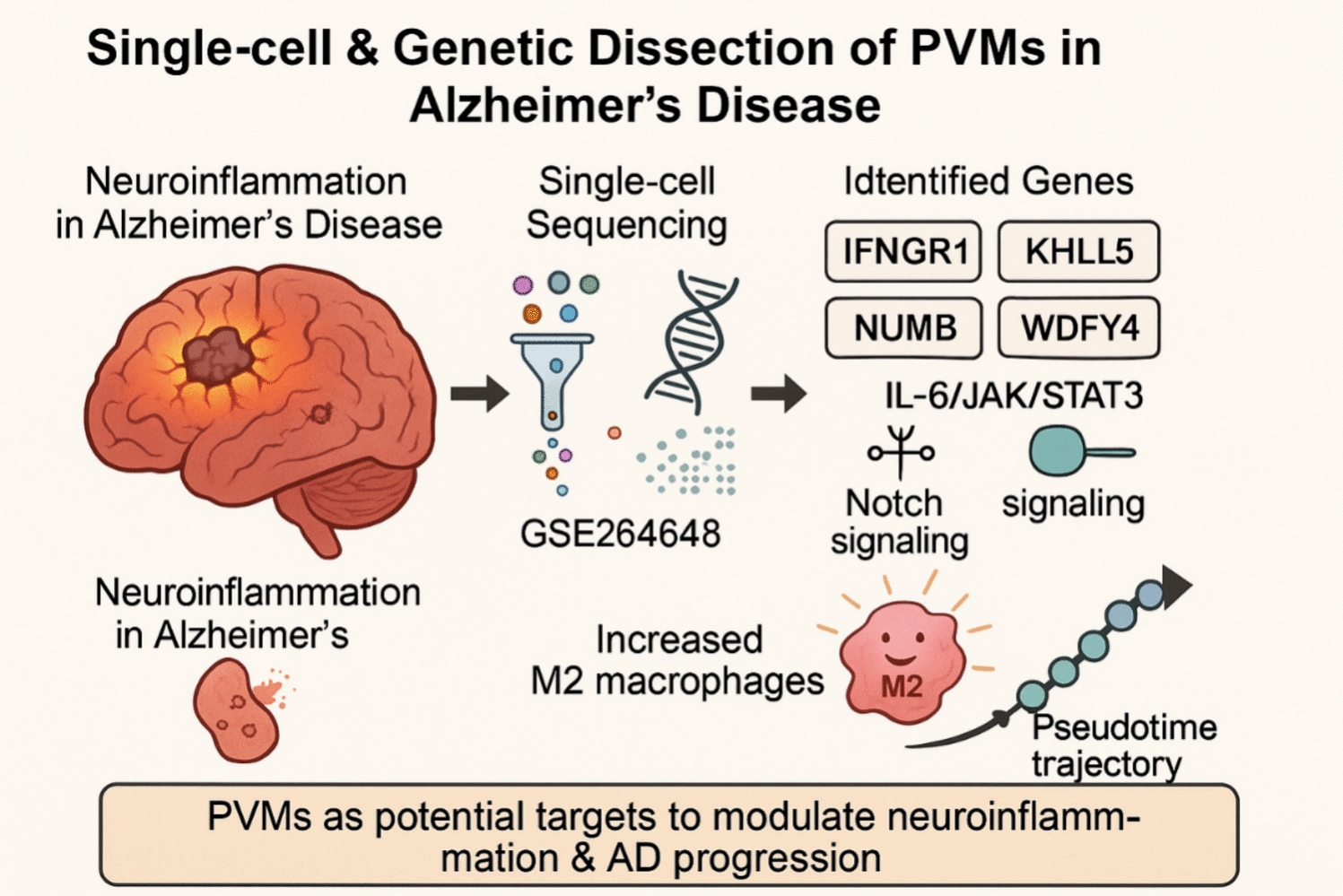 Molecular Mechanisms of Perivascular Macrophages in Alzheimer’s Disease: Insights from Single-Cell Sequencing and Mendelian Randomization