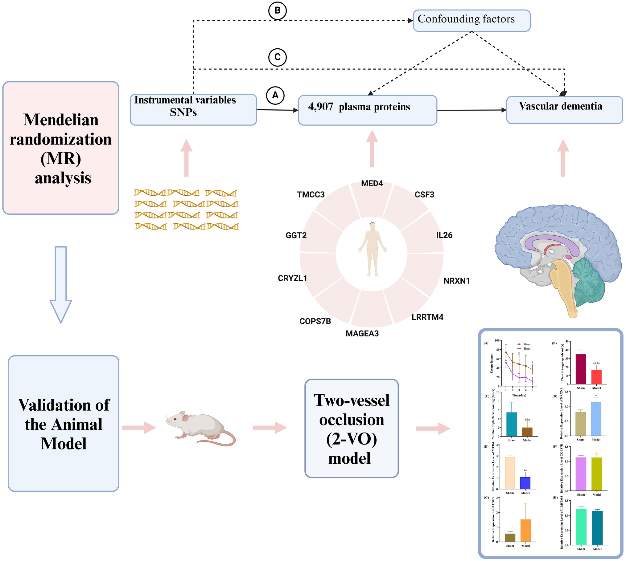 Causal Effects of the Plasma Proteome on Vascular Dementia Risk: A Mendelian Randomization Study with Experimental Validation