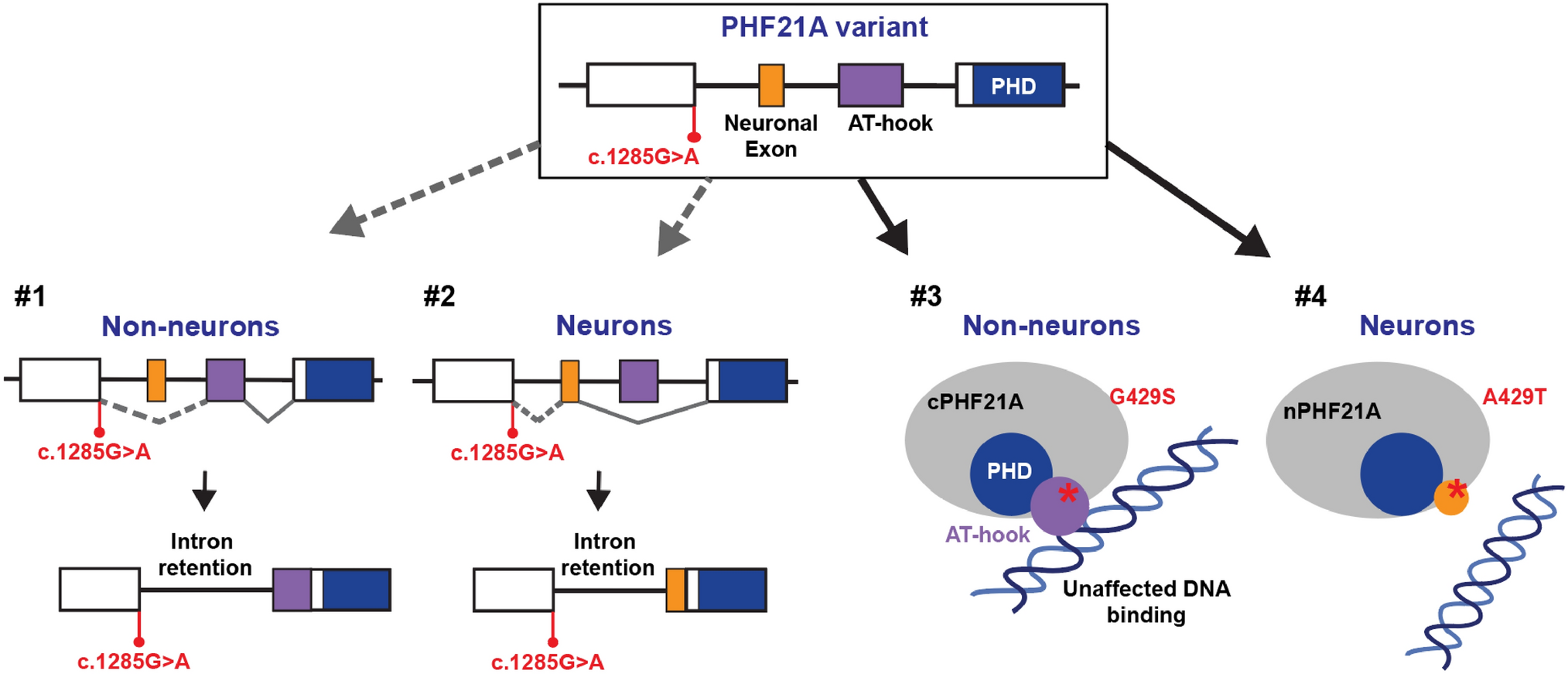 Molecular Consequences of a Missense  Variant, c.1285G > A, Associated With Syndromic Neurodevelopmental Disorder