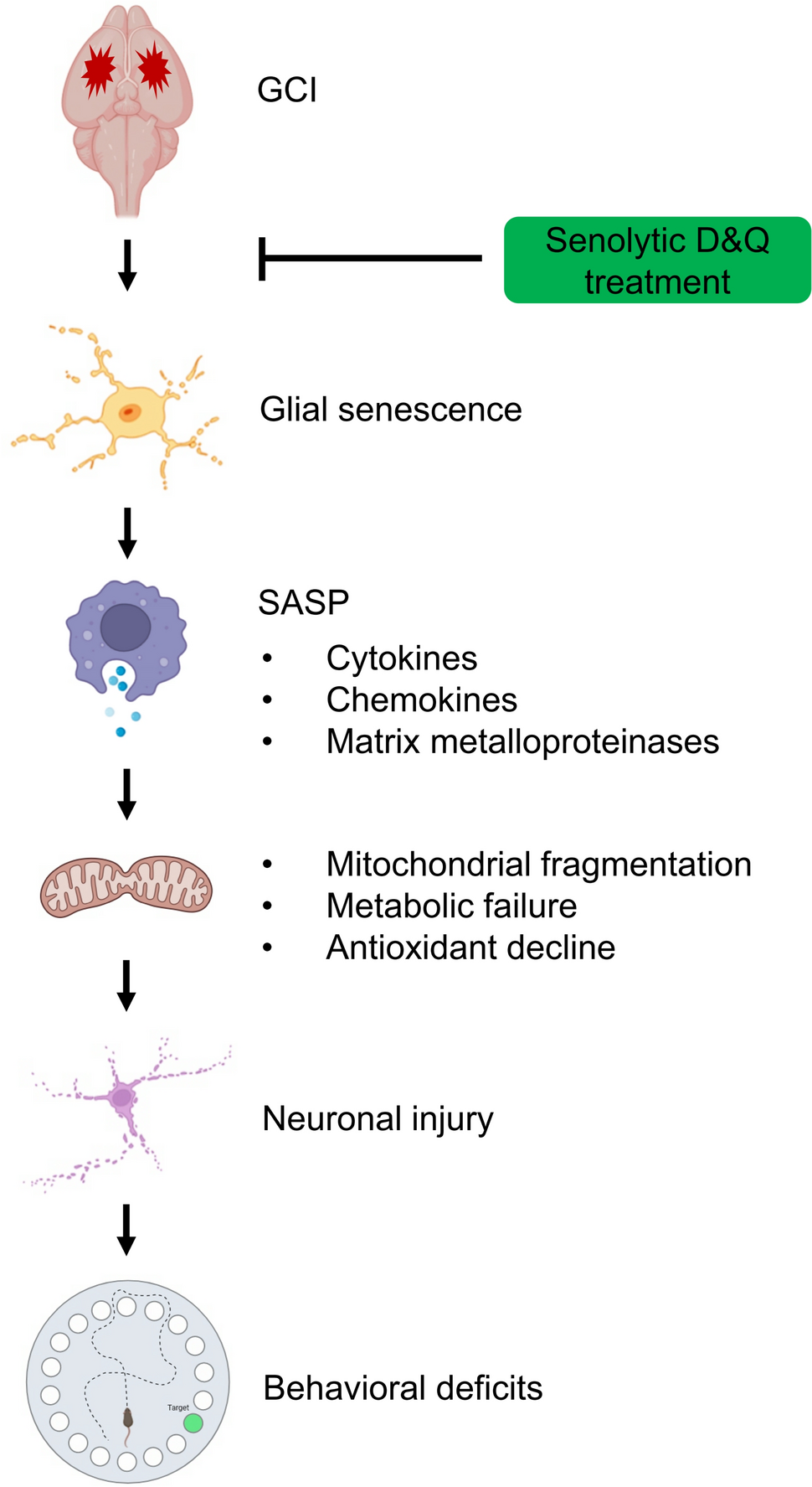 Senolytic Treatment Attenuates Global Ischemic Brain Injury and Enhances Cognitive Recovery by Targeting Mitochondria