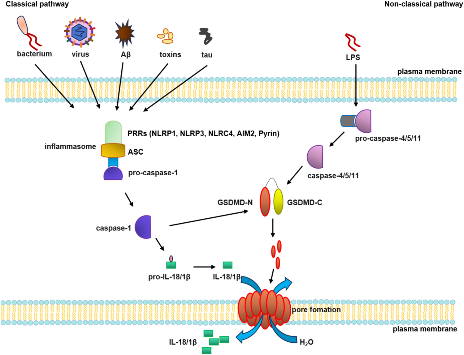 Pyroptosis in Alzheimer’s Disease: Mechanisms and Therapeutic Potential