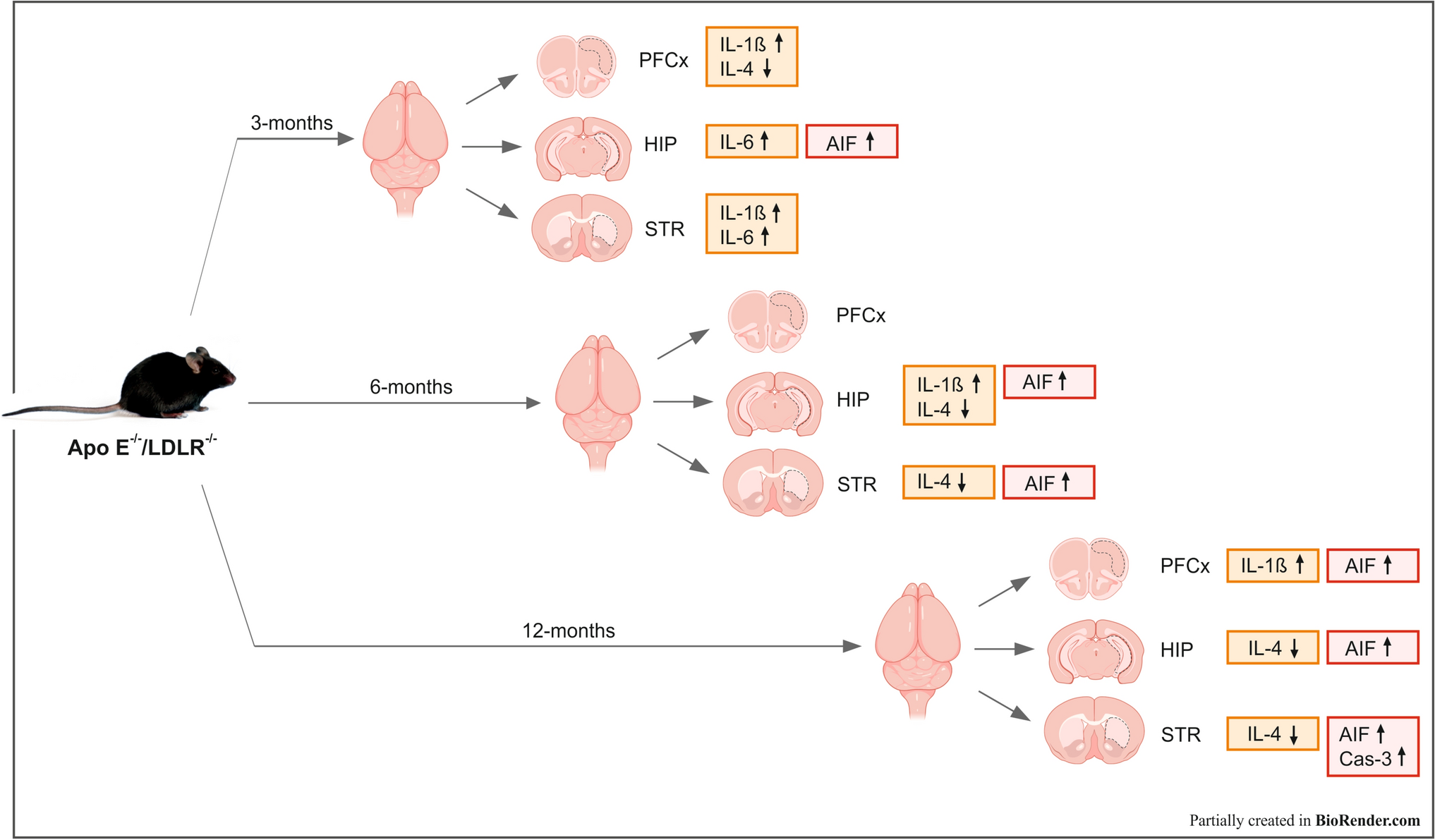 Hypercholesterolemia Duration and Brain Area Determine Inflammatory Response Intensity and Apoptotic Mediator Activation in Apo E/LDLR Double-Knockout Mice
