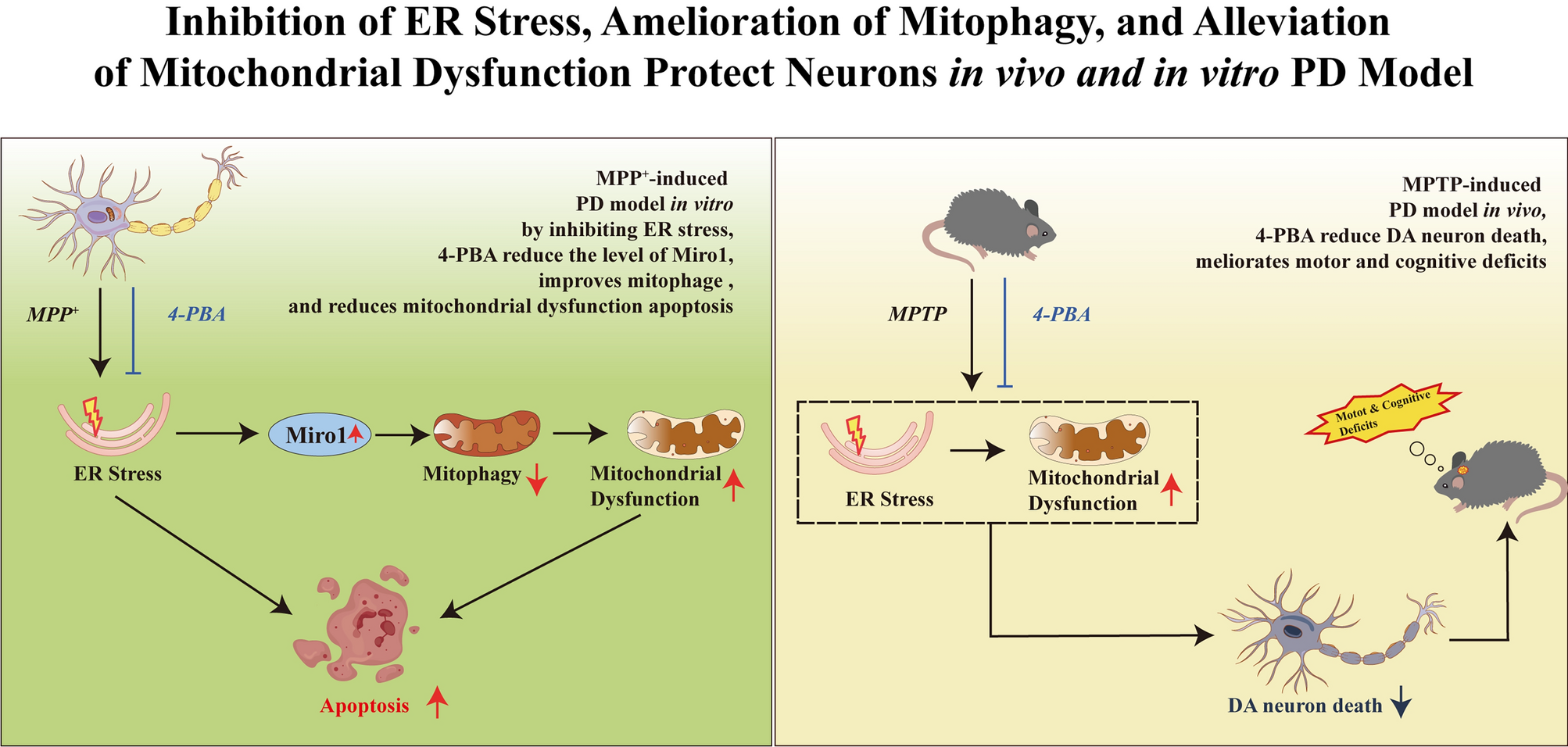 Endoplasmic Reticulum Stress Inhibition Promotes Mitophagy via Miro1 Reduction to Rescue Mitochondrial Dysfunction and Protect Dopamine Neurons in Parkinson’s Disease