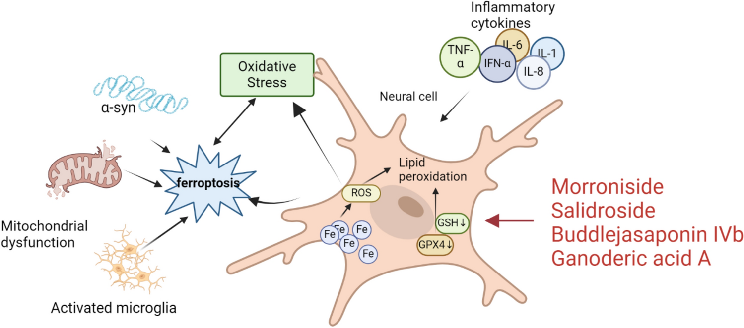 Herbal Interventions in Parkinson’s Disease: A Systematic Review of Preclinical Studies