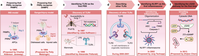 Pattern recognition receptors: function, regulation and therapeutic potential
