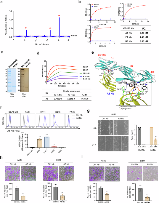 Targeting CD155 in lung adenocarcinoma: A5 nanobody-based therapeutics for precision treatment and enhanced drug delivery