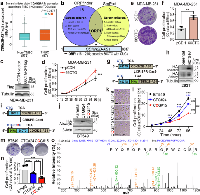 A novel peptide 66CTG stabilizes Myc proto-oncogene protein to promote triple-negative breast cancer growth