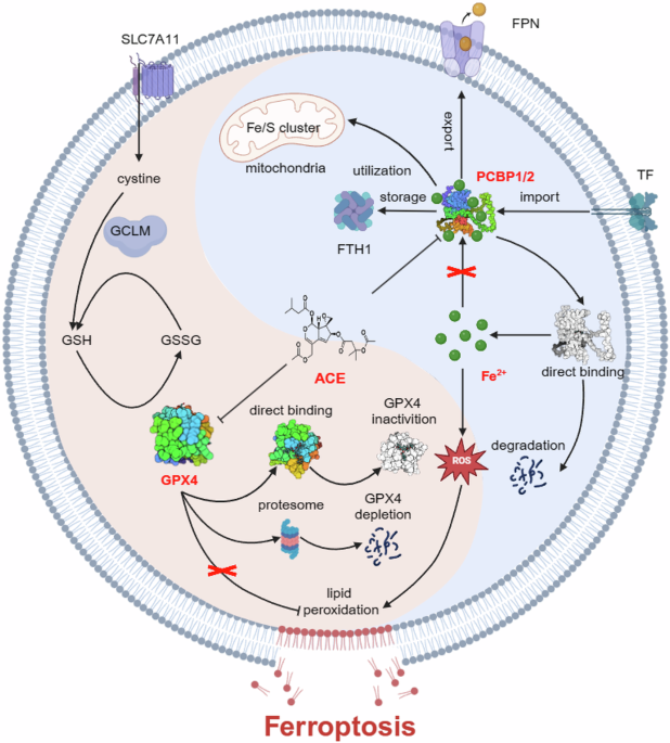Acevaltrate as a novel ferroptosis inducer with dual targets of PCBP1/2 and GPX4 in colorectal cancer