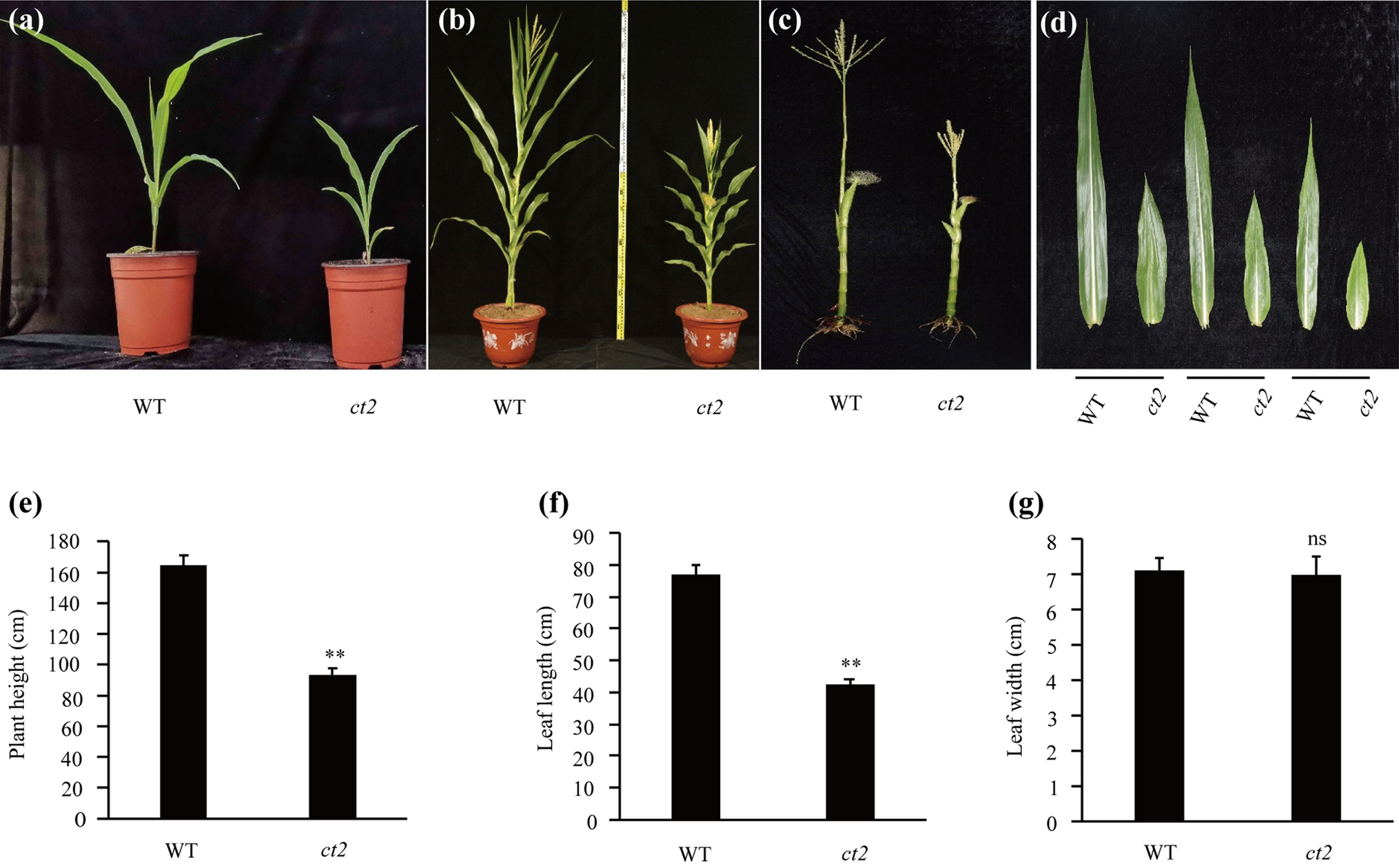 is involved in yield-related traits and cell proliferation of maize